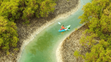 Guided Kayak Tour in the Reem Central Park Mangroves